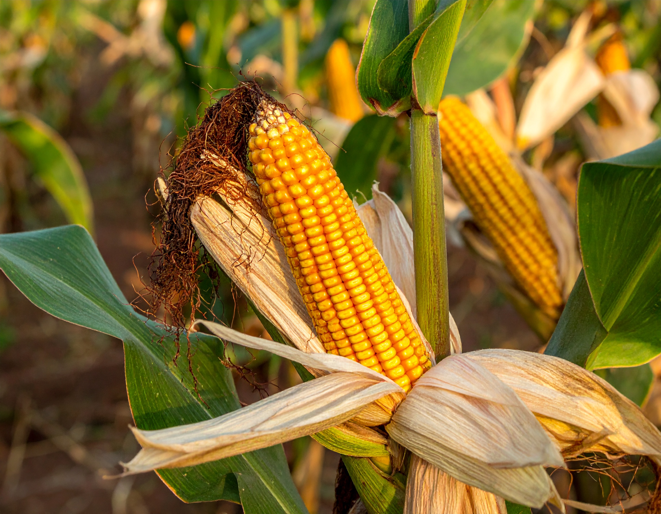 Maize harvest